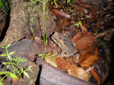 Cape Trib