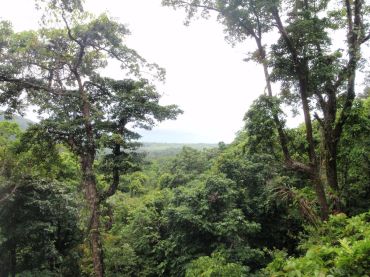 Cape Trib